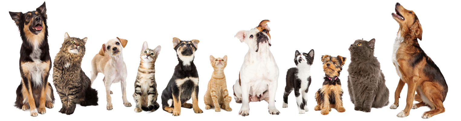 Junes' Pet Resort dogs and cats Banner Image