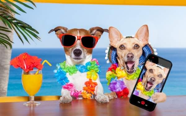 June's Pet Resort dogs enjoying resort life