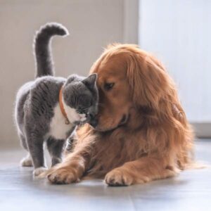 cat and dog boarding and grooming