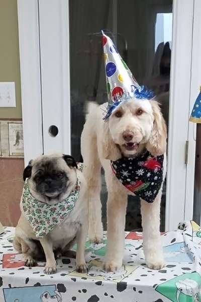 pug and doodle celebrating birthdays at june's pet resort